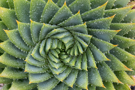 A spiral Aloe Vera cactus. Credit: https://www.istockphoto.com/au/portfolio/randydellinger