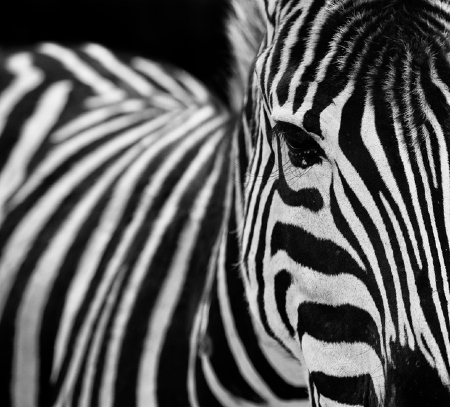A Zebra's black and white stripes. https://www.istockphoto.com/portfolio/marchmeena29