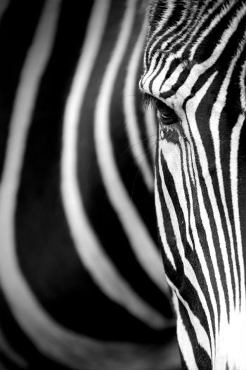 A Zebra's black and white stripes.